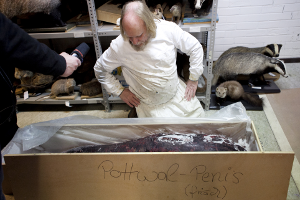 Werner Beckmann mit gefrorenem Pottwalpenis, LWL-Naturkundemuseum Münster | Foto: Anke Westermann